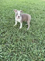 Hazel , a female Boston Terrier for sale in Merced, CA – 3 of 4