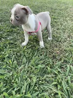 Stacy, a female Boston Terrier for sale in Merced, CA – 5 of 10