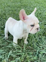 Milo, a male French Bulldog for sale in Merced, CA – 6 of 9
