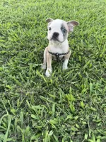 Bandit , a male Boston Terrier for sale in Merced, CA – 4 of 7