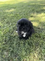 Teddy, a male Shih Tzu for sale in Merced, CA – 3 of 7