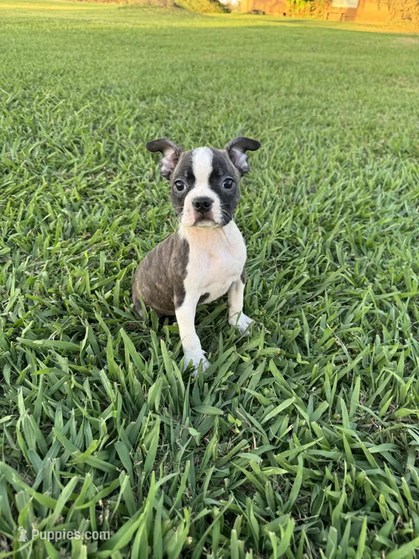 Lola – Boston Terrier puppy for sale in Merced, CA