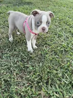 Stacy, a female Boston Terrier for sale in Merced, CA – 6 of 10