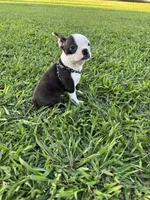 Bella, a female Boston Terrier for sale in Merced, CA – 5 of 8