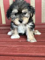 Bailey , a female Shih Tzu and Yorkshire Terrier for sale in Merced, CA – 2 of 7