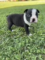 Bailey, a female Boston Terrier for sale in Merced, CA – 2 of 3