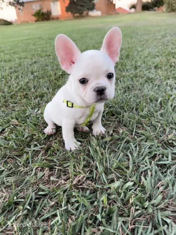 Luna – French Bulldog puppy for sale in Merced, CA