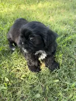 Teddy, a male Shih Tzu for sale in Merced, CA – 5 of 7