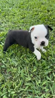 Oreo, a male Boston Terrier for sale in Merced, CA – 3 of 6