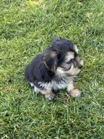 Stella, a female Shih Tzu and Yorkshire Terrier for sale in Merced, CA – 6 of 6