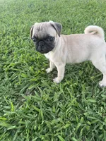 Pugsley, a male Pug for sale in Merced, CA – 2 of 3