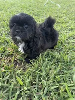 Teddy , a male Shih Tzu for sale in Merced, CA – 5 of 8