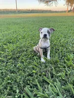 Bandit , a male Boston Terrier for sale in Merced, CA – 7 of 7