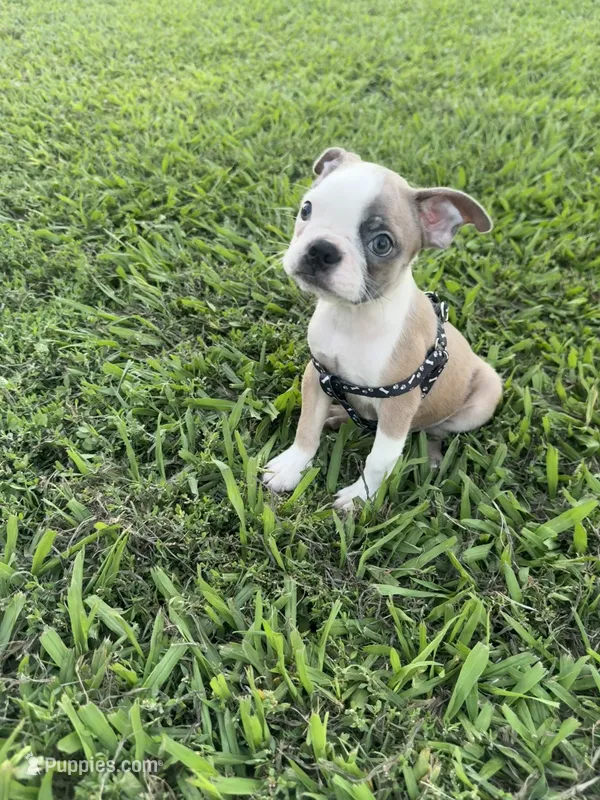 Bandit  – Boston Terrier puppy for sale in Merced, CA