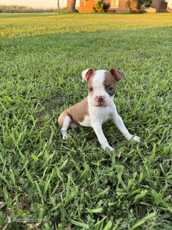 Bella – Boston Terrier puppy on hold in Merced, CA