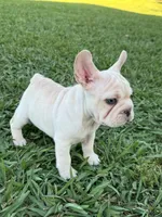 Milo, a male French Bulldog for sale in Merced, CA – 9 of 9