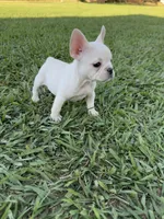 Luna, a female French Bulldog for sale in Merced, CA – 2 of 7