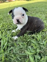 Bella, a female Boston Terrier for sale in Merced, CA – 5 of 6