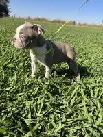 Hazel , a female Boston Terrier for sale in Merced, CA – 3 of 6