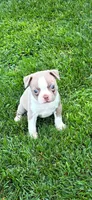 Stacy , a female Boston Terrier for sale in Merced, CA – 5 of 5