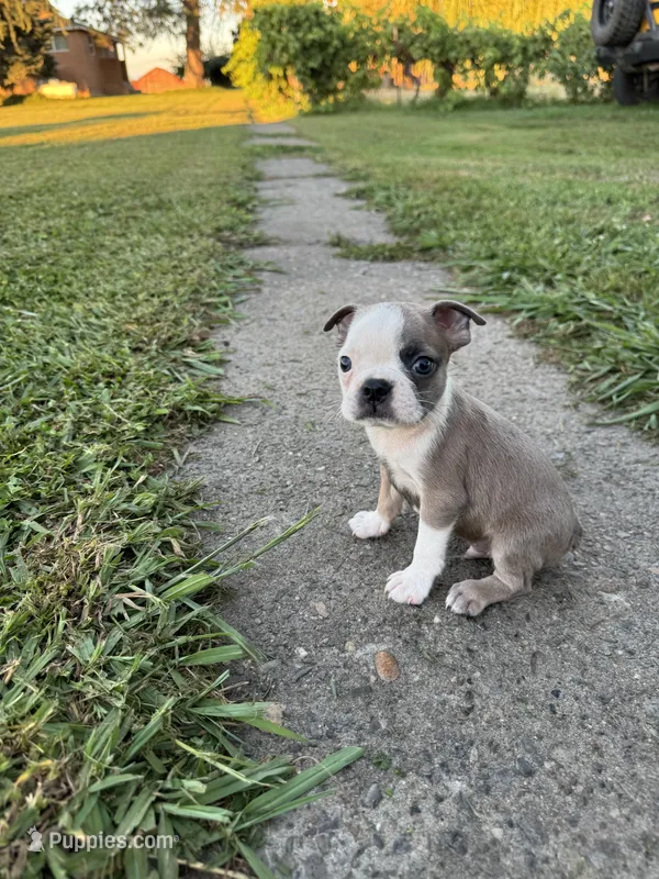Bandit – Boston Terrier puppy for sale in Merced, CA