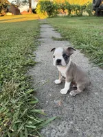 Bandit, a male Boston Terrier for sale in Merced, CA – 1 of 4