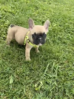 Bingo, a male French Bulldog for sale in Merced, CA – Photo 5 of 10
