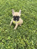 Bingo, a male French Bulldog for sale in Merced, CA – Photo 3 of 10