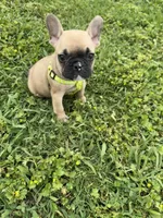 Bingo, a male French Bulldog for sale in Merced, CA – Photo 4 of 10