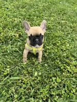 Bingo, a male French Bulldog for sale in Merced, CA – Photo 8 of 10