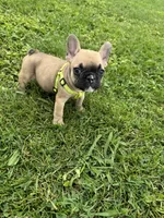 Bingo, a male French Bulldog for sale in Merced, CA – Photo 2 of 10