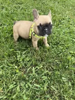 Bingo, a male French Bulldog for sale in Merced, CA – Photo 6 of 10