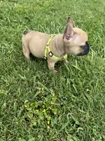 Bingo, a male French Bulldog for sale in Merced, CA – Photo 9 of 10