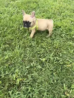 Bingo, a male French Bulldog for sale in Merced, CA – Photo 7 of 10