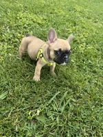 Bingo, a male French Bulldog for sale in Merced, CA – Photo 10 of 10