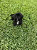 Teddy, a male Shih Tzu for sale in Merced, CA – 5 of 5