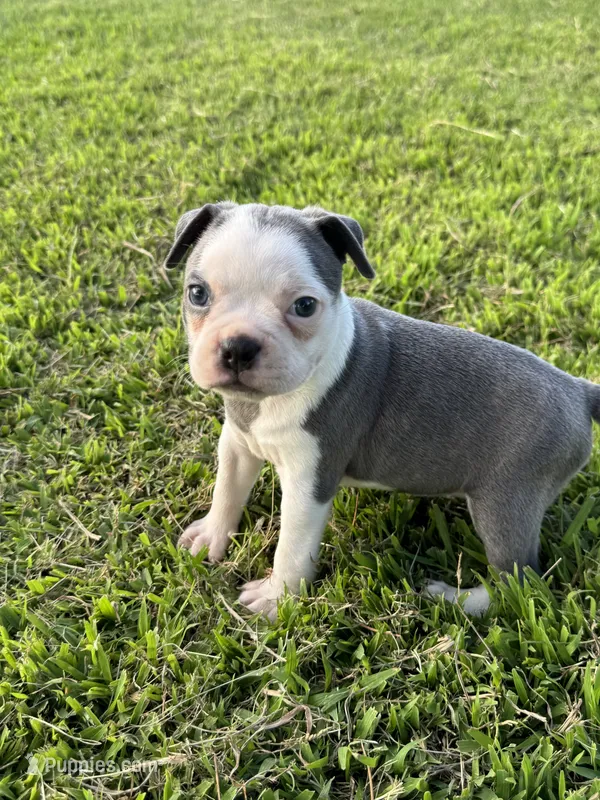Skye – Boston Terrier puppy for sale in Merced, CA