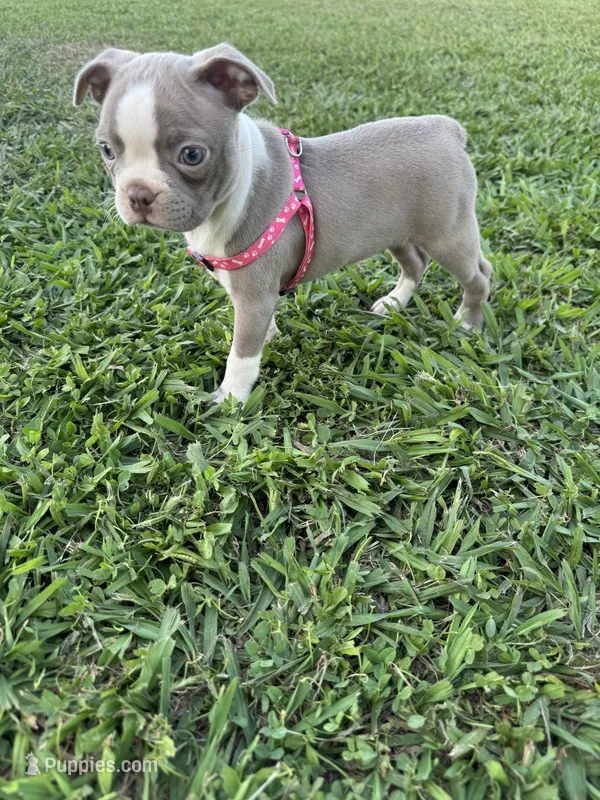 Stacy – Boston Terrier puppy for sale in Merced, CA