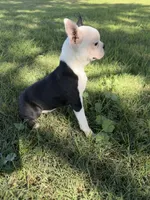 Bandit , a male Boston Terrier for sale in Merced, CA – 4 of 8