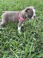 Nova , a female Boston Terrier for sale in Merced, CA – 8 of 9