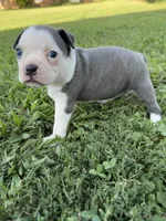 Skye, a female Boston Terrier for sale in Merced, CA – 3 of 5