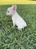 Luna, a female French Bulldog for sale in Merced, CA – 5 of 7