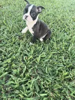 Daisy , a female Boston Terrier for sale in Merced, CA – 4 of 6