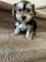 Max , a male Shih Tzu and Yorkshire Terrier for sale in Merced, CA – 5 of 5