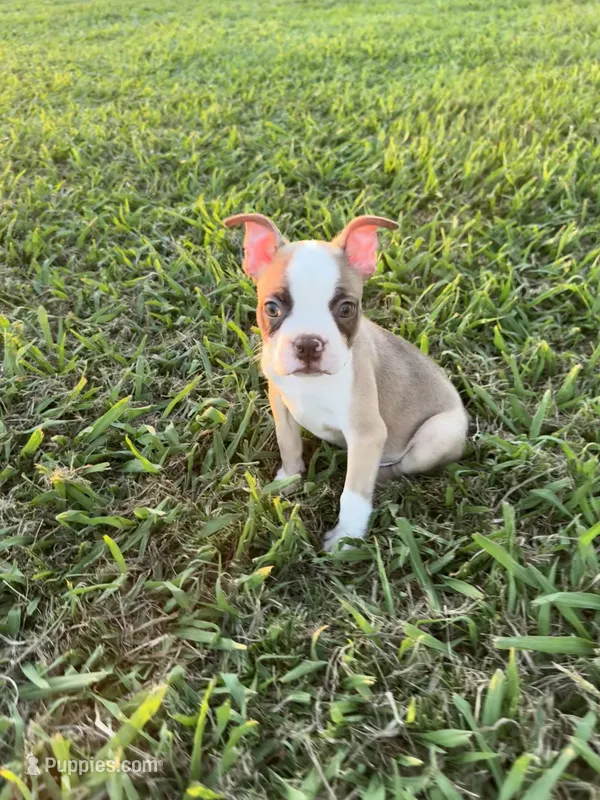 Rocky  – Boston Terrier puppy for sale in Merced, CA