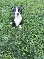 Oreo, a male Boston Terrier for sale in Merced, CA – 5 of 7