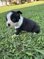 Bailey, a female Boston Terrier for sale in Merced, CA – 3 of 3