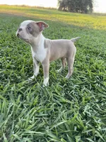 Poppy, a female Boston Terrier for sale in Merced, CA – 5 of 5