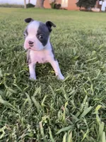 Stella, a female Boston Terrier for sale in Merced, CA – Photo 5 of 9