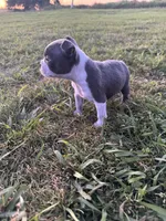 Stella, a female Boston Terrier for sale in Merced, CA – Photo 9 of 9